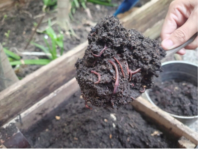 Kitchen waste recycling - bioconversion method (red worms)  