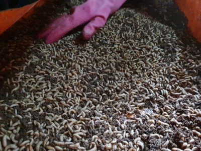 Kitchen waste recycling - bioconversion method (Black Soldier Flies)